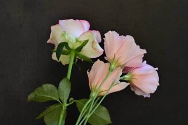 Gül ve östoma çiçekleri kapanıyor