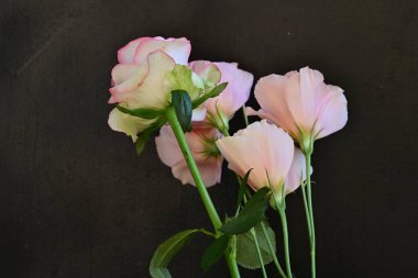 Gül ve östoma çiçekleri kapanıyor