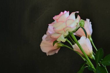 Gül ve östoma çiçekleri kapanıyor