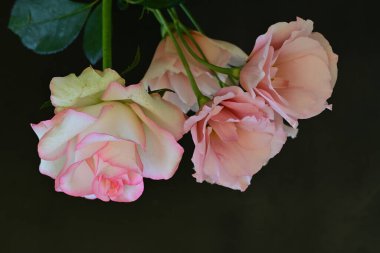 Gül ve östoma çiçekleri kapanıyor