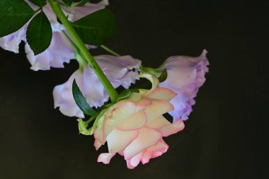 Gül ve östoma çiçekleri kapanıyor