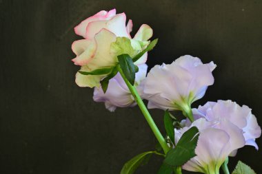 Gül ve östoma çiçekleri kapanıyor