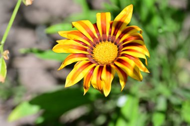 Bahçedeki sarı çiçek