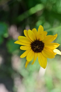 Bahçedeki güzel çiçekler