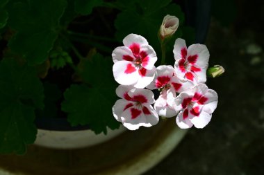 Bahçedeki güzel çiçekler