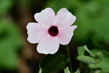 Bahçedeki güzel çiçek