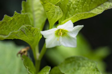 Siyah arkaplanda beyaz çiçek