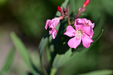 Bahçedeki güzel pembe çiçekler