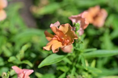 Yazın bahçede portakal çiçekleri 