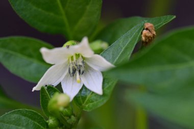 Güzel botanik fotoğrafı, doğal duvar kağıdı.
