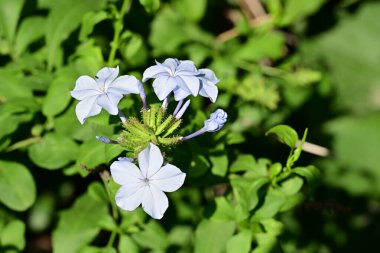 Bahçedeki güzel çiçekler