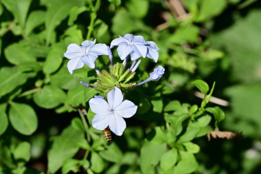 Bahçedeki güzel çiçekler