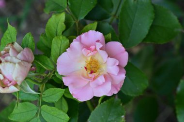 Bahçedeki güzel pembe güller