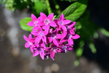 Renkli çiçeklerin arkaplan resmi, arka plan doğası