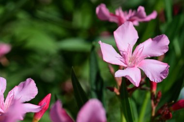 Yaz bahçesinde açan güzel çiçeklerin yakın plan görüntüsü, doğa manzarası             