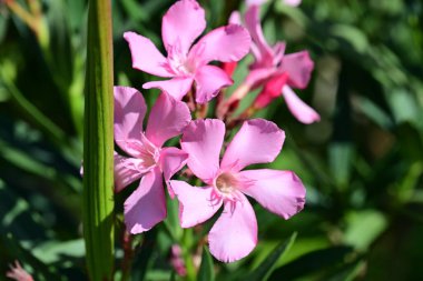 Yaz bahçesinde açan güzel çiçeklerin yakın plan görüntüsü, doğa manzarası             