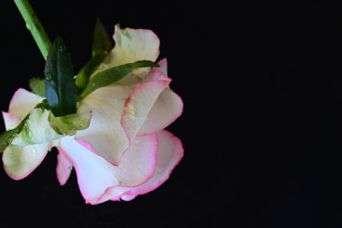 Pembe gül siyah arkaplanı kapat 