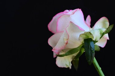 Pembe gül siyah arkaplanı kapat 