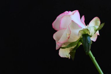 Pembe gül siyah arkaplanı kapat 