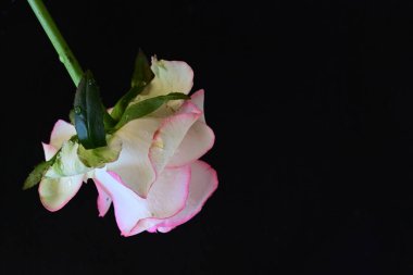 Pembe gül siyah arkaplanı kapat 