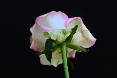 Pembe gül siyah arkaplanı kapat 