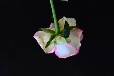 Pembe gül siyah arkaplanı kapat 