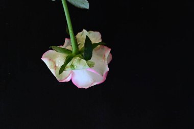 Pembe gül siyah arkaplanı kapat 