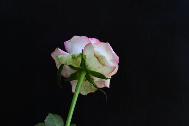 Pembe gül siyah arkaplanı kapat 