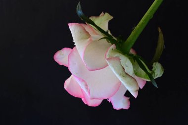 Pembe gül siyah arkaplanı kapat 