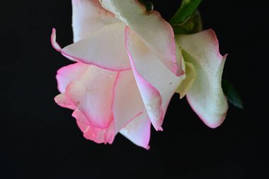 Pembe gül siyah arkaplanı kapat 