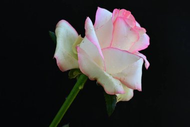 Pembe gül siyah arkaplanı kapat 