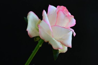 Pembe gül siyah arkaplanı kapat 