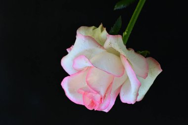 Pembe gül siyah arkaplanı kapat 