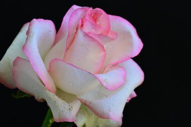 Pembe gül siyah arkaplanı kapat 