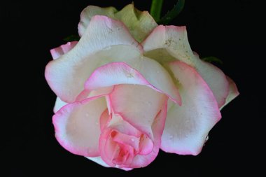 Siyah arkaplanda pembe ve beyaz gül çiçeği 