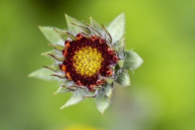 Bahçe arka planındaki güzel çiçeğin yakın plan görüntüsü..