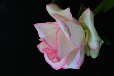 Siyah arkaplanda pembe ve beyaz gül çiçeği 