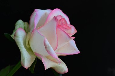 Siyah arkaplanda pembe ve beyaz gül çiçeği 