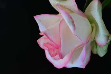 Siyah arkaplanda pembe ve beyaz gül çiçeği 