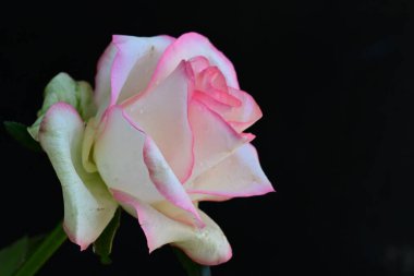 Siyah arkaplanda pembe ve beyaz gül çiçeği 