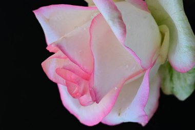 Siyah arkaplanda pembe ve beyaz gül çiçeği 