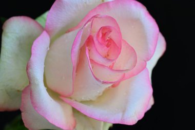 Siyah arkaplanda pembe ve beyaz gül çiçeği 