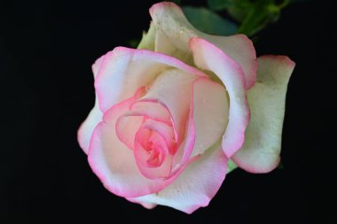 Siyah arkaplanda pembe ve beyaz gül çiçeği 