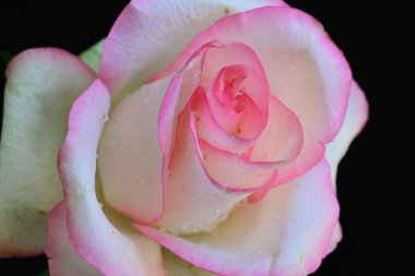 Siyah arkaplanda pembe ve beyaz gül çiçeği 