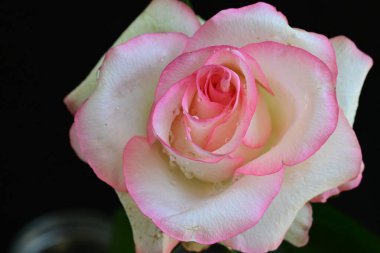 Siyah arkaplanda pembe ve beyaz gül çiçeği 