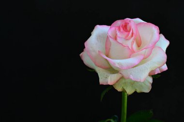 Siyah arkaplanda pembe ve beyaz gül çiçeği 