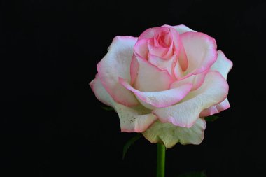 Siyah arkaplanda pembe ve beyaz gül çiçeği 