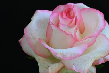 Siyah arkaplanda pembe ve beyaz gül çiçeği 