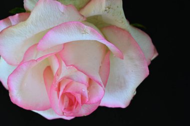 Siyah arkaplanda pembe ve beyaz gül çiçeği 