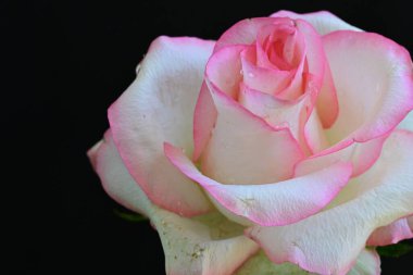 Siyah arkaplanda pembe ve beyaz gül çiçeği 